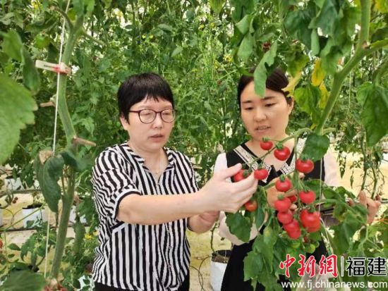 圖為福州市蔬菜科學研究所所長陳秀娟在福州蔬菜科學研究所的大棚里介紹爆汁西紅柿 - 副本