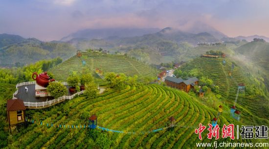 圖為三明市大田縣屏山生態茶園。
