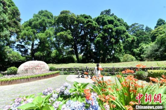 6月21日，福州鼓嶺柳杉王公園內，柳杉樹郁郁蔥蔥，見證著生生不息的中美友誼?！≈行律缬浾?呂明 攝